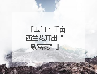 玉门：千亩西兰花开出“致富花”