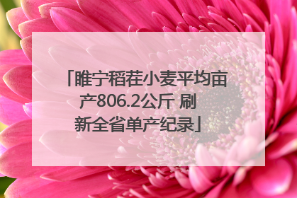 睢宁稻茬小麦平均亩产806.2公斤 刷新全省单产纪录