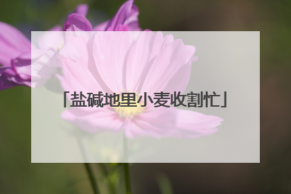 盐碱地里小麦收割忙