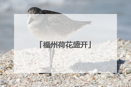 福州荷花盛开