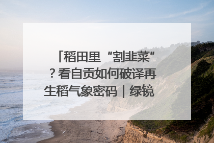 稻田里“割韭菜”？看自贡如何破译再生稻气象密码｜绿镜头·发现中国