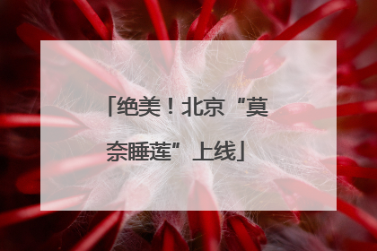 绝美！北京“莫奈睡莲”上线