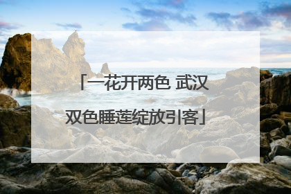 一花开两色 武汉双色睡莲绽放引客