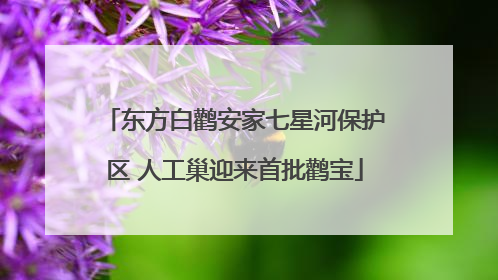 东方白鹳安家七星河保护区 人工巢迎来首批鹳宝