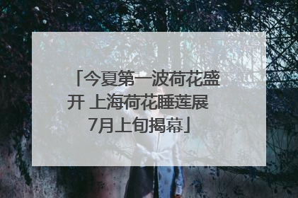 今夏第一波荷花盛开 上海荷花睡莲展7月上旬揭幕