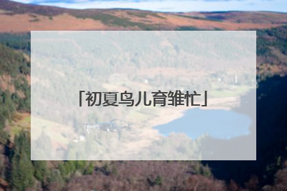 初夏鸟儿育雏忙