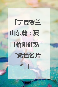 宁夏贺兰山东麓：夏日骄阳催熟“紫色名片”