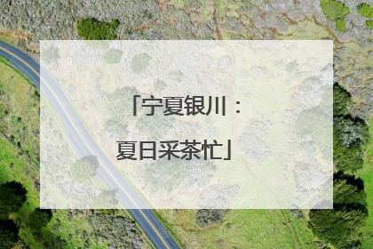 宁夏银川：夏日采茶忙