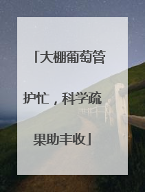 大棚葡萄管护忙,科学疏果助丰收