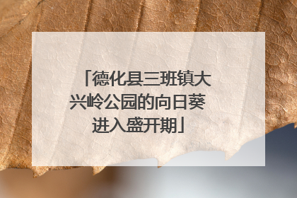 德化县三班镇大兴岭公园的向日葵进入盛开期