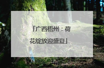 广西梧州：荷花绽放迎盛夏