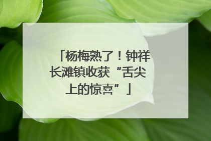 杨梅熟了！钟祥长滩镇收获“舌尖上的惊喜”