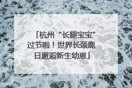 杭州“长腿宝宝”过节啦！世界长颈鹿日邂逅新生幼崽