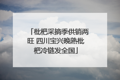 枇杷采摘季供销两旺 四川宝兴晚熟枇杷冷链发全国