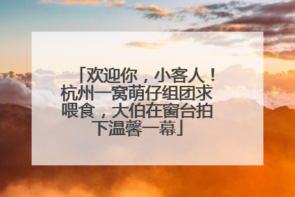 欢迎你，小客人！杭州一窝萌仔组团求喂食，大伯在窗台拍下温馨一幕
