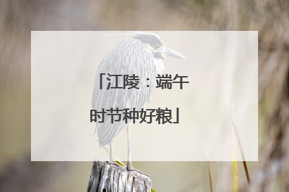 江陵：端午时节种好粮