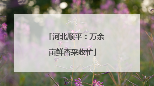 河北顺平：万余亩鲜杏采收忙