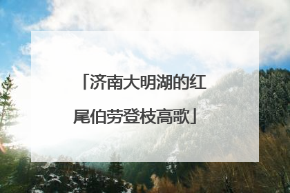 济南大明湖的红尾伯劳登枝高歌