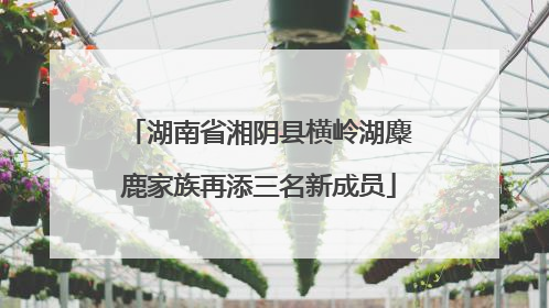 湖南省湘阴县横岭湖麋鹿家族再添三名新成员