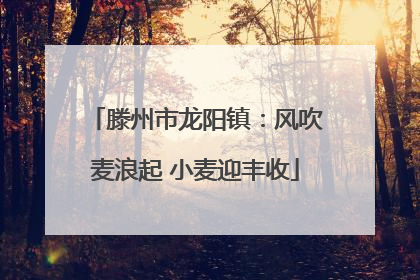 滕州市龙阳镇：风吹麦浪起 小麦迎丰收