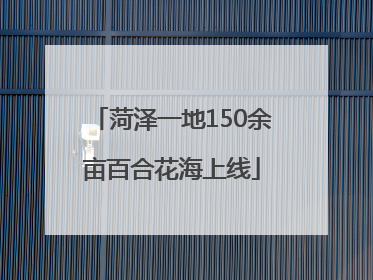 菏泽一地150余亩百合花海上线