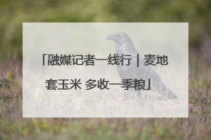 融媒记者一线行｜麦地套玉米 多收一季粮