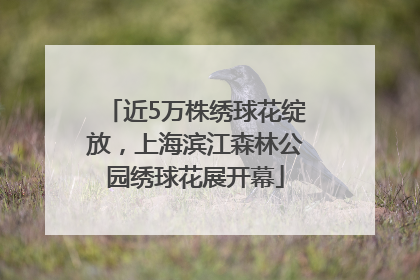 近5万株绣球花绽放，上海滨江森林公园绣球花展开幕