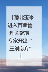 豫北玉米进入苗期管理关键期 专家开出“三剂良方”