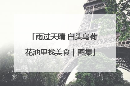 雨过天晴 白头鸟荷花池里找美食｜图集