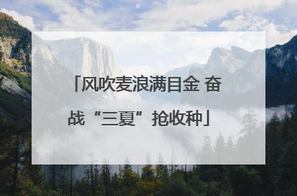 风吹麦浪满目金 奋战“三夏”抢收种