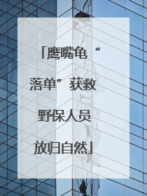鹰嘴龟“落单”获救 野保人员放归自然