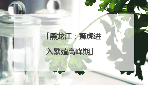 黑龙江：狮虎进入繁殖高峰期