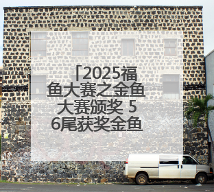2025福鱼大赛之金鱼大赛颁奖 56尾获奖金鱼免费展览至15日